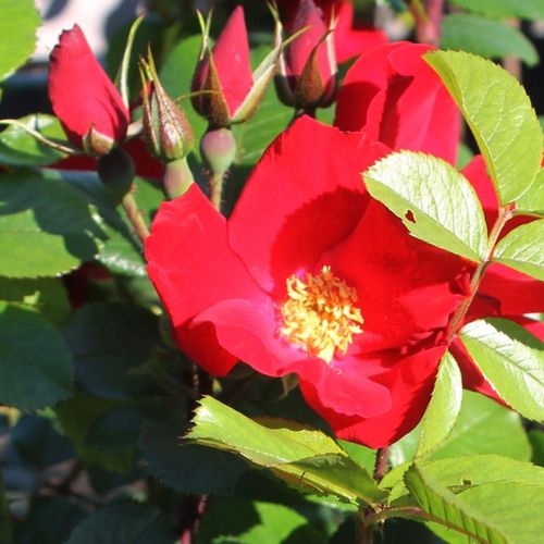 Rosa Robusta® - rojo - Árbol de Rosas Miniatura - rosal de pie alto- forma de corona tupida